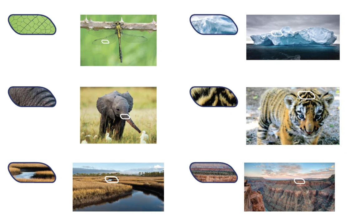 The “What in the World Am I?” matching game, with patches of animal texture beside the animals they belong to